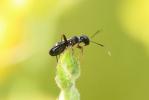  Globiceps sphaegiformis (Rossi, 1790)