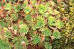 Saxifrage Corne-de-cerf Saxifraga cervicornis Viv., 1825