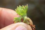 Saxifrage Corne-de-cerf Saxifraga cervicornis Viv., 1825