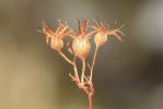 Saxifrage Corne-de-cerf Saxifraga cervicornis Viv., 1825