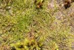  Habrodon perpusillus (De Not.) Lindb., 1863