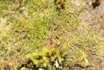  Habrodon perpusillus (De Not.) Lindb., 1863