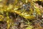 Habrodon perpusillus (De Not.) Lindb., 1863