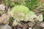 Coussinet des bois Leucobryum glaucum (Hedw.) Ångstr., 1845