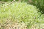 Coussinet des bois Leucobryum glaucum (Hedw.) Ångstr., 1845