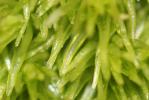 Coussinet des bois Leucobryum glaucum (Hedw.) Ångstr., 1845
