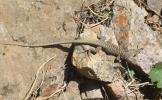 Lézard de Bedriaga Archaeolacerta bedriagae (Camerano, 1885)