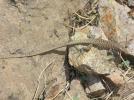 Lézard de Bedriaga Archaeolacerta bedriagae (Camerano, 1885)