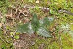 Spiranthe d'automne, Spiranthe spiralée Spiranthes spiralis (L.) Chevall., 1827