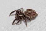  Macaroeris nidicolens (Walckenaer, 1802)