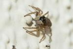  Menemerus semilimbatus (Hahn, 1827)