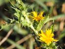  Scolymus hispanicus subsp. hispanicus L., 1753