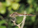 Sympétrum fascié (Le) Sympetrum striolatum (Charpentier, 1840)