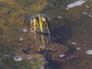 Grenouille rieuse Pelophylax ridibundus (Pallas, 1771)