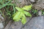 Grassette des Alpes, Grassette de Corse Pinguicula corsica Bernard & Gren., 1853