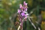 Dactylorhize à sac, Orchis à sac Dactylorhiza saccifera (Brongn.) Soó, 1962