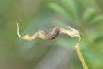 Hippocrepis conradiae Gamisans & Hugot, 2011