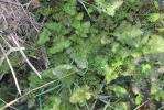Oenanthe fistuleuse Oenanthe fistulosa L., 1753
