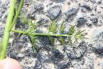 Oenanthe fistuleuse Oenanthe fistulosa L., 1753