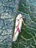  Zygina lunaris (Mulsant & Rey, 1855)