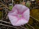 Liseron des monts Cantabriques, Herbe de Biscaye Convolvulus cantabrica L., 1753