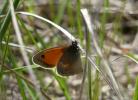 Fadet commun (Le), Procris (Le), Petit Papillon de Coenonympha pamphilus (Linnaeus, 1758)