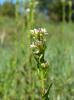 Arabette à fruits aplatis, Arabette des bois Arabis planisiliqua (Pers.) Rchb., 1838