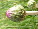 Cirse bulbeux Cirsium tuberosum (L.) All., 1785