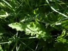 Cirse bulbeux Cirsium tuberosum (L.) All., 1785