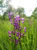 Orchis à fleurs lâches Anacamptis laxiflora (Lam.) R.M.Bateman, Pridgeon & M.W.Chase, 1997
