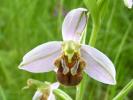 Ophrys abeille Ophrys apifera Huds., 1762