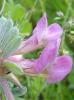 Vesce striée Vicia pannonica var. purpurascens (DC.) Ser., 1825