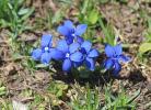 Gentiane à feuilles courtes Gentiana brachyphylla Vill., 1779