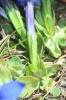 Gentiane à feuilles courtes Gentiana brachyphylla Vill., 1779