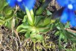 Gentiane à feuilles courtes Gentiana brachyphylla Vill., 1779