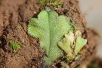  Oxymitra incrassata (Brot.) Sérgio & Sim-Sim