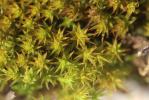  Cheilothela chloropus (Brid.) Lindb., 1878