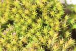  Cheilothela chloropus (Brid.) Lindb., 1878