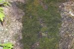  Zygodon forsteri (Dicks.) Mitt.