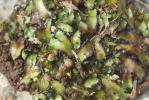  Mannia californica (Gottsche ex Underw.) L.C.Wheeler