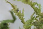 Alleniella besseri (Lobarz.) S.Olsson, Enroth & D.Quandt, 2011