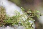 Alleniella besseri (Lobarz.) S.Olsson, Enroth & D.Quandt, 2011