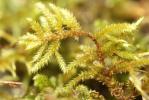  Antitrichia californica Sull.
