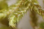  Antitrichia californica Sull.