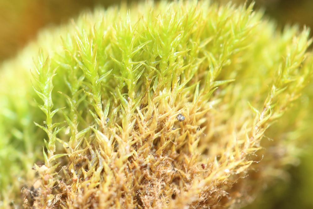 Ceratodon purpureus (Hedw.) Brid., 1826