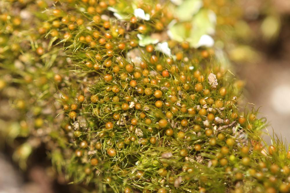 Pleuridium acuminatum Lindb., 1863
