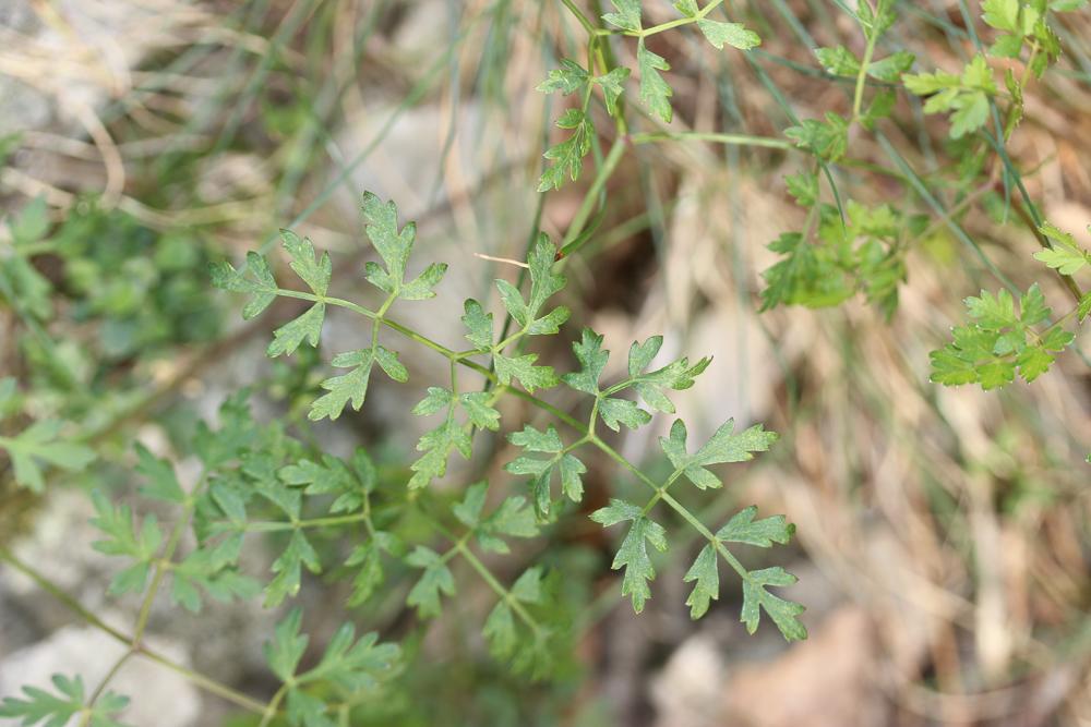 Persil des montagnes, Persil de cerf Oreoselinum nigrum Delarbre, 1800