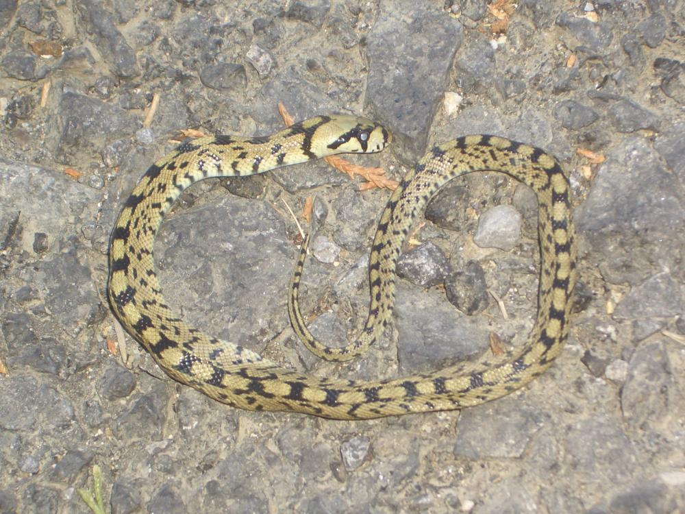 Couleuvre à échelons Zamenis scalaris (Schinz, 1822)