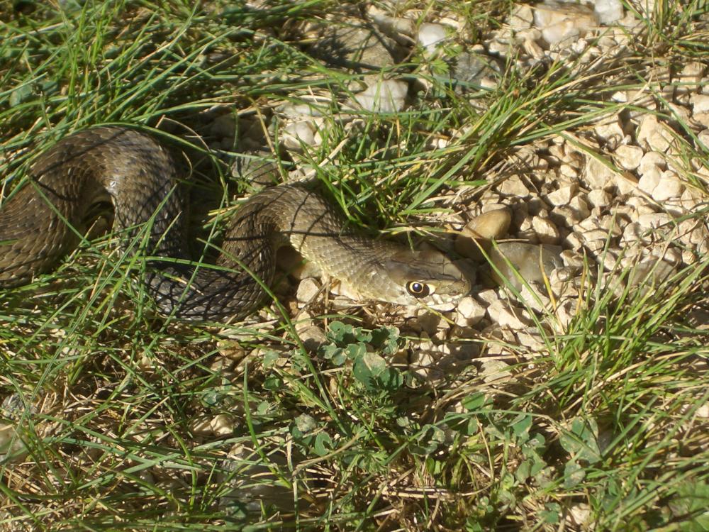 Couleuvre de Montpellier Malpolon monspessulanus (Hermann, 1804)
