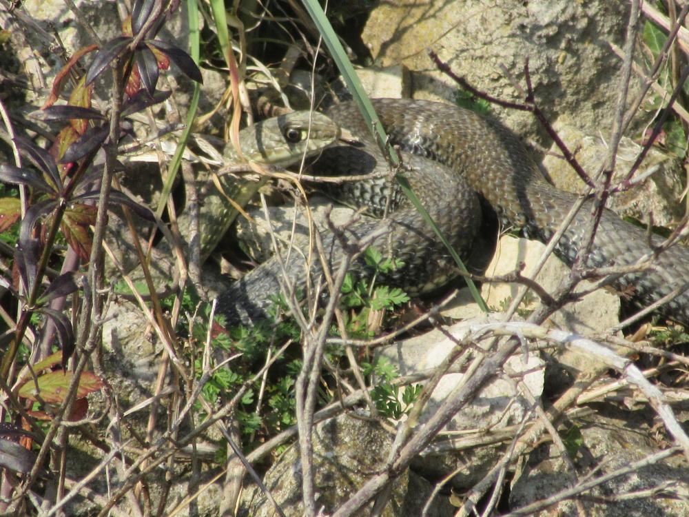Couleuvre de Montpellier Malpolon monspessulanus (Hermann, 1804)